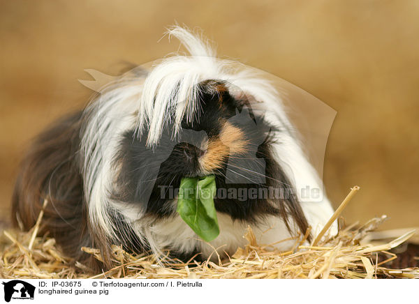 Langhaarmeerschweinchen / longhaired guinea pig / IP-03675