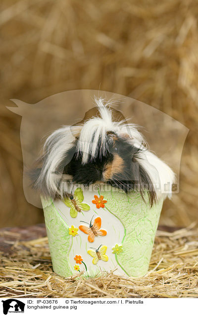longhaired guinea pig / IP-03676