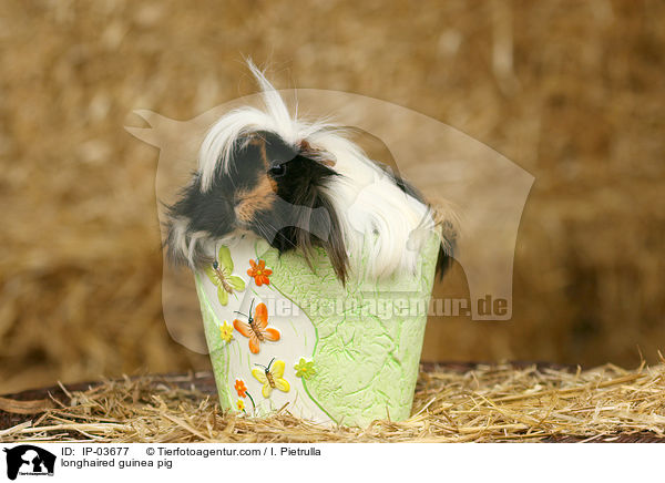 Langhaarmeerschweinchen / longhaired guinea pig / IP-03677