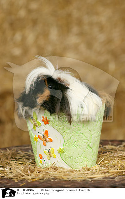 longhaired guinea pig / IP-03678