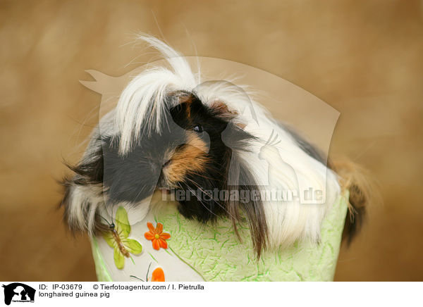 Langhaarmeerschweinchen / longhaired guinea pig / IP-03679