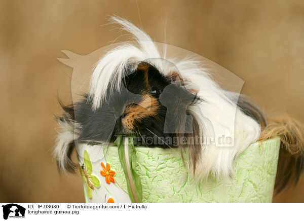longhaired guinea pig / IP-03680