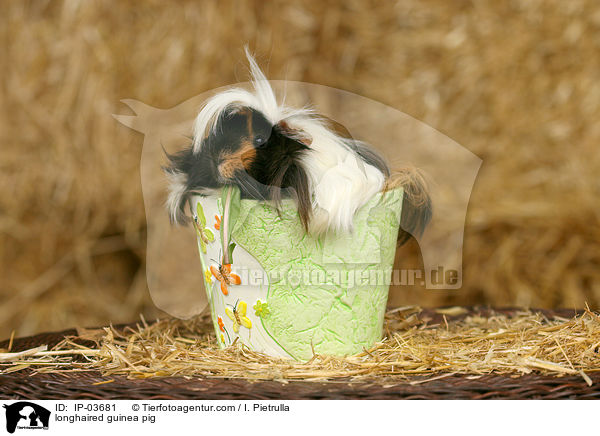 Langhaarmeerschweinchen / longhaired guinea pig / IP-03681