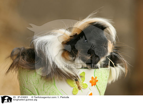 Langhaarmeerschweinchen / longhaired guinea pig / IP-03683