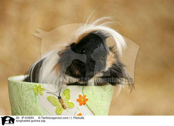 Langhaarmeerschweinchen / longhaired guinea pig / IP-03684