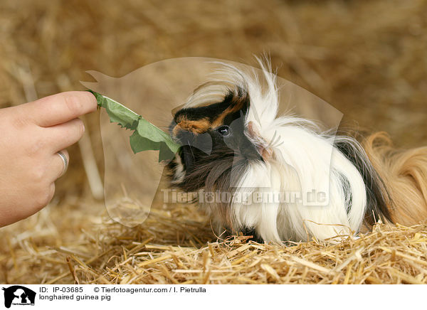 Langhaarmeerschweinchen / longhaired guinea pig / IP-03685