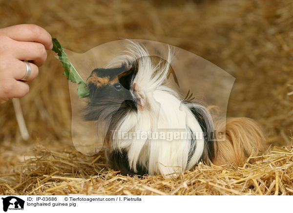 longhaired guinea pig / IP-03686