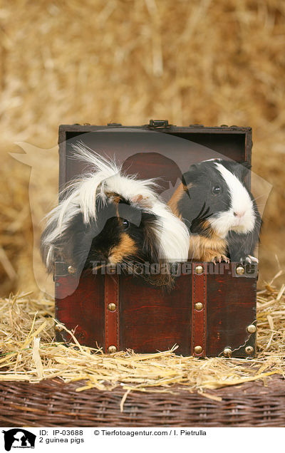 2 guinea pigs / IP-03688