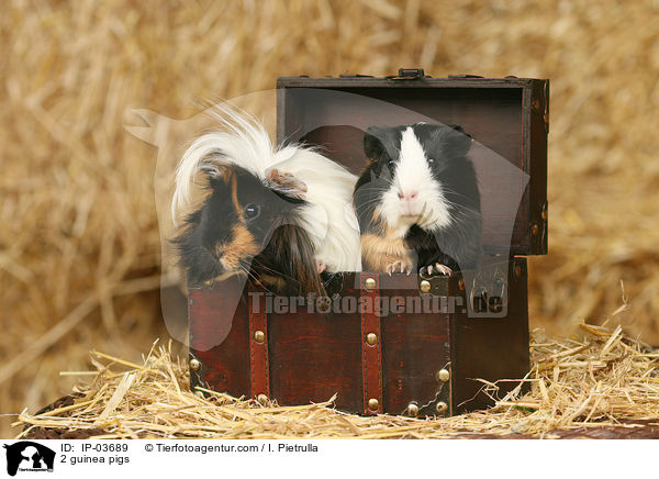 2 Meerschweinchen / 2 guinea pigs / IP-03689