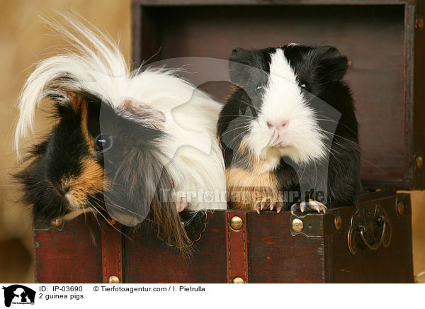 2 Meerschweinchen / 2 guinea pigs / IP-03690