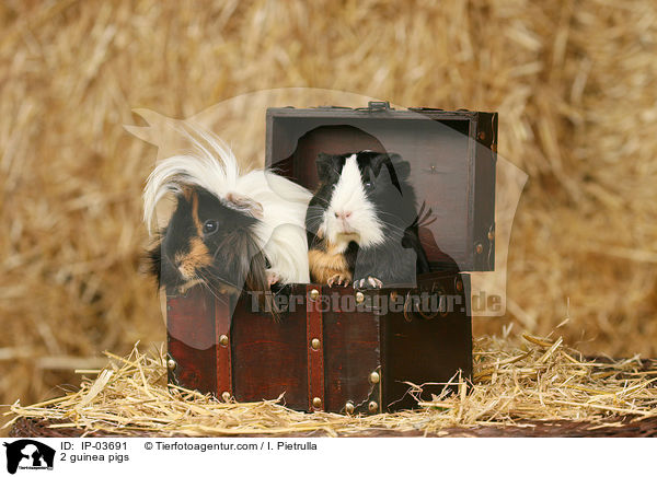 2 guinea pigs / IP-03691