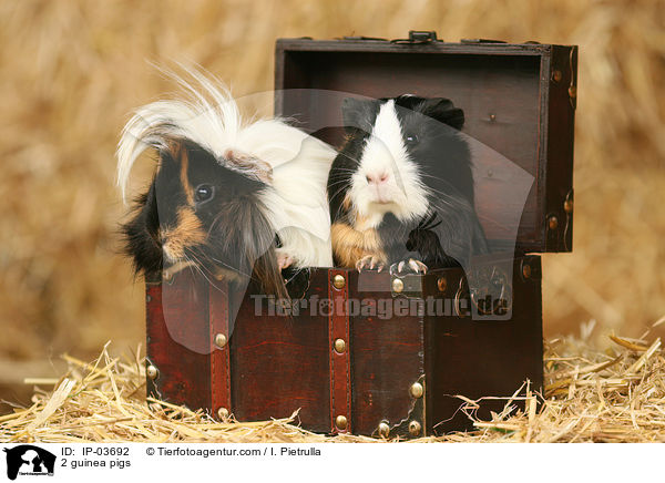 2 Meerschweinchen / 2 guinea pigs / IP-03692