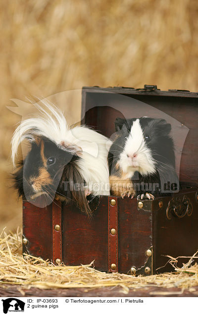 2 Meerschweinchen / 2 guinea pigs / IP-03693