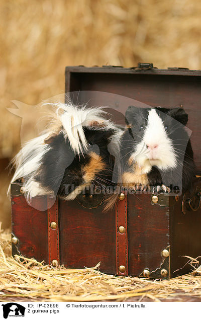 2 Meerschweinchen / 2 guinea pigs / IP-03696