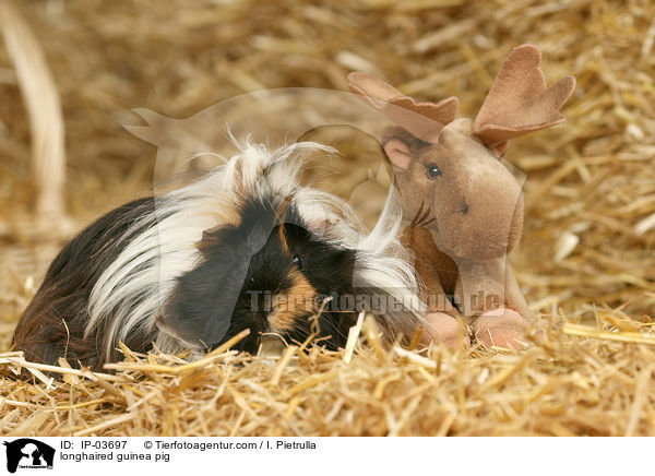 Langhaarmeerschweinchen / longhaired guinea pig / IP-03697