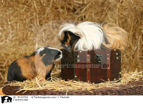 2 Meerschweinchen / 2 guinea pigs / IP-03700
