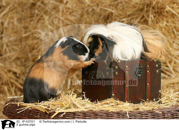 2 Meerschweinchen / 2 guinea pigs / IP-03701
