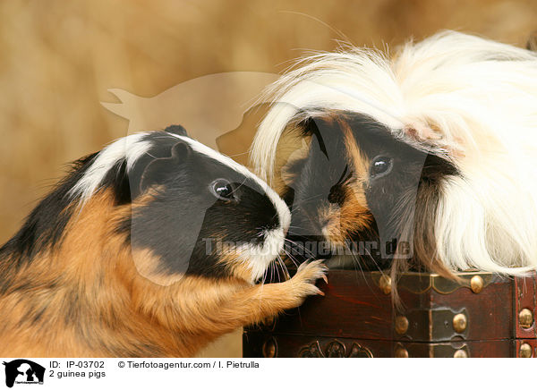 2 Meerschweinchen / 2 guinea pigs / IP-03702