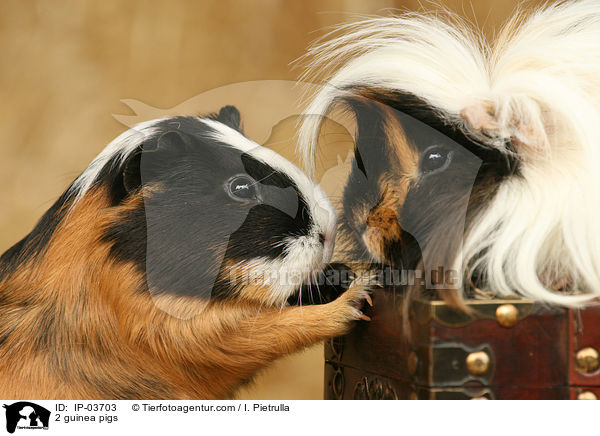 2 Meerschweinchen / 2 guinea pigs / IP-03703