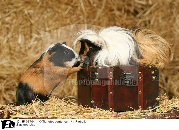 2 Meerschweinchen / 2 guinea pigs / IP-03704