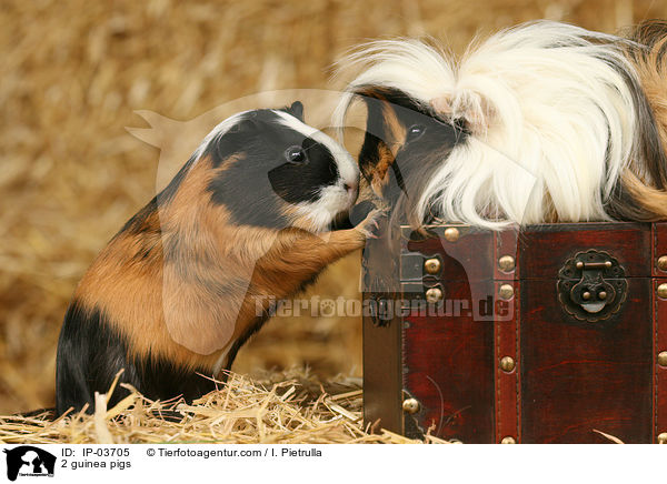 2 guinea pigs / IP-03705