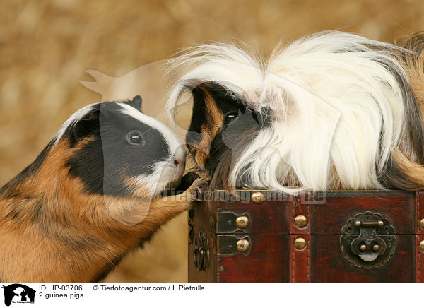 2 guinea pigs / IP-03706