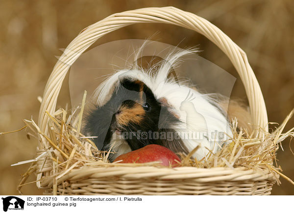Langhaarmeerschweinchen / longhaired guinea pig / IP-03710