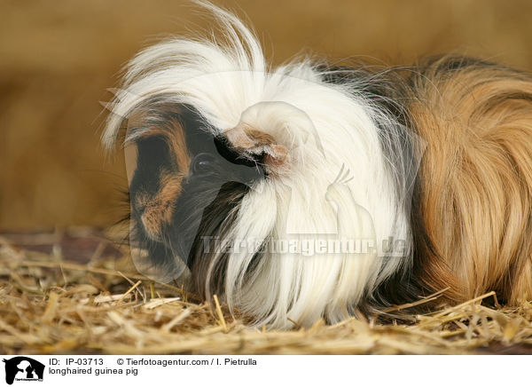 Langhaarmeerschweinchen / longhaired guinea pig / IP-03713