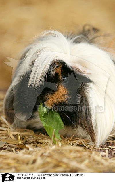 Langhaarmeerschweinchen / longhaired guinea pig / IP-03715