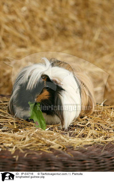 Langhaarmeerschweinchen / longhaired guinea pig / IP-03716