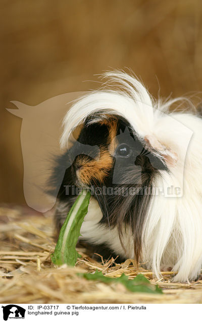 Langhaarmeerschweinchen / longhaired guinea pig / IP-03717