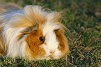 guinea pig