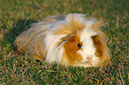 guinea pig