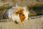 guinea pig