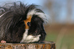 guinea pig