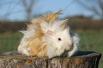 guinea pig