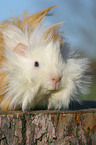 guinea pig