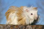 guinea pig