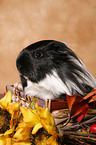 guinea pig in sun flowers