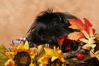 guinea pig in sun flowers