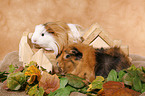 guinea pig with house