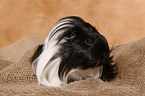 guinea pig