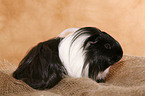 guinea pig