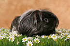 guinea pig