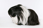 longhaired guinea pig