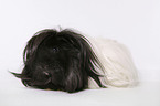 longhaired guinea pig