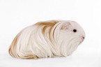 longhaired guinea pig