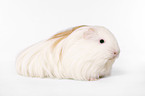 longhaired guinea pig