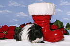 christmas guinea pig