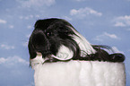 longhaired guinea pig